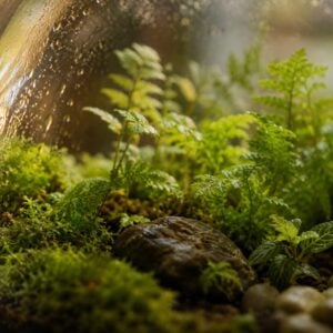 Closed Terrarium Guide: The Best Plants for a Sealed Glass Garden