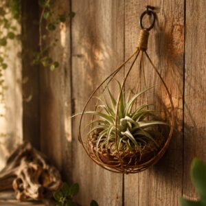 Air Plant Holders and Display Ideas: Easy Ways to Show Off Tillandsia