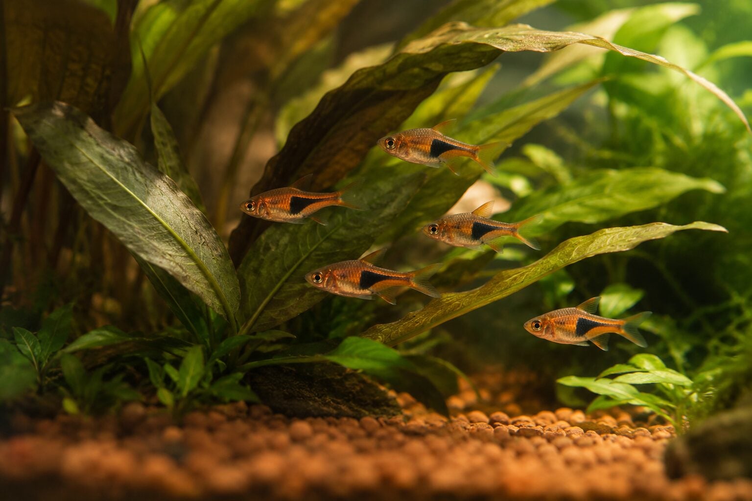 A school of harlequin rasboras weaving between broad cryptocoryne leaves, photographed close through the glass with soft