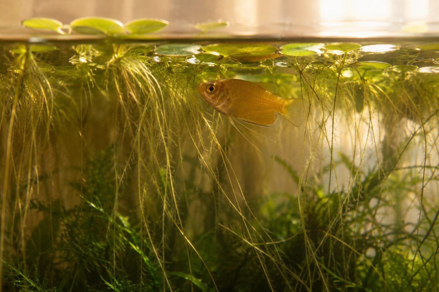 A honey gourami hovering just beneath the surface among floating frogbit roots, shot from a low angle through warm amber