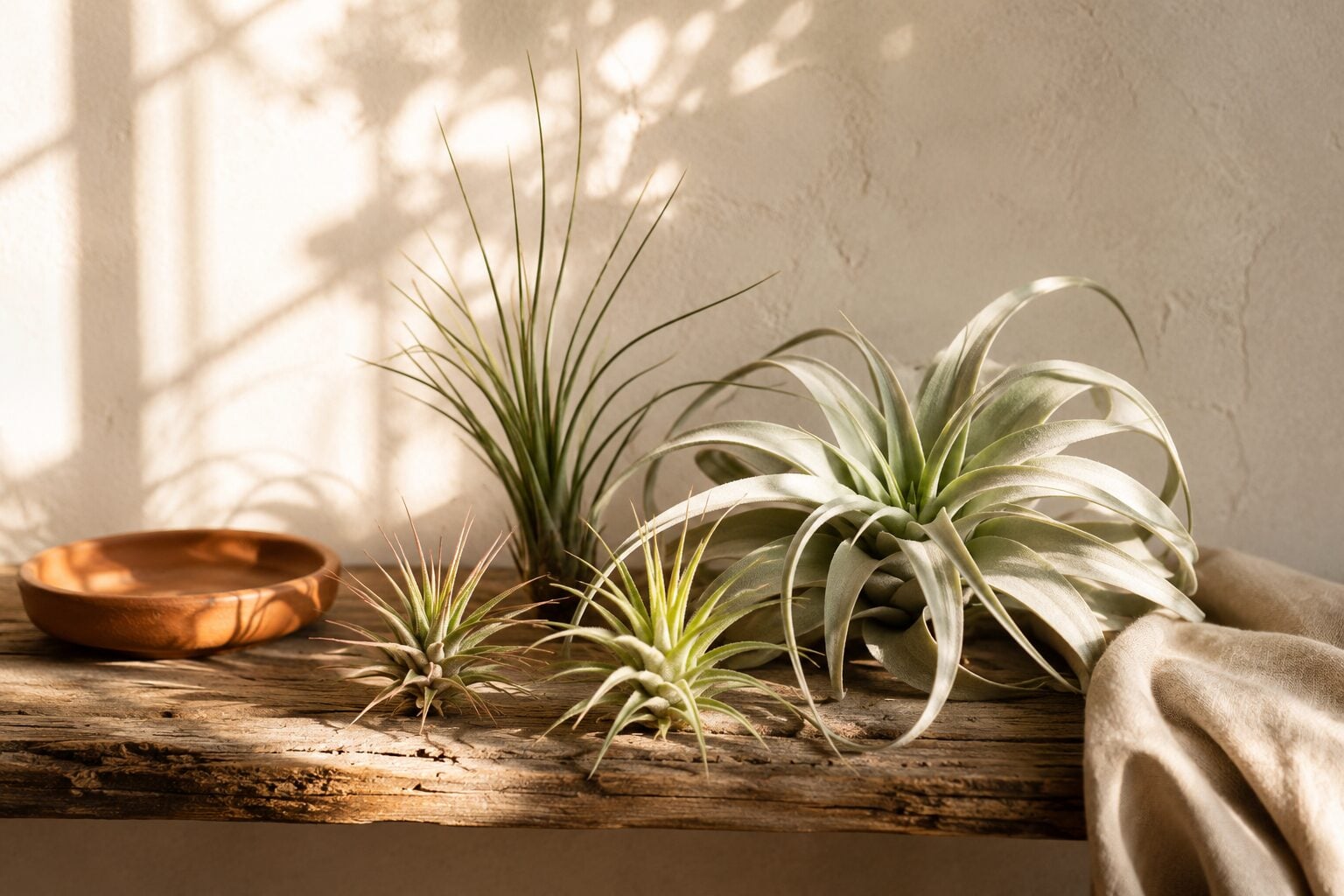 The care of airplants at home — a small collection of Tillandsia (one silvery xerographica, two fuzzy ionantha, one gras