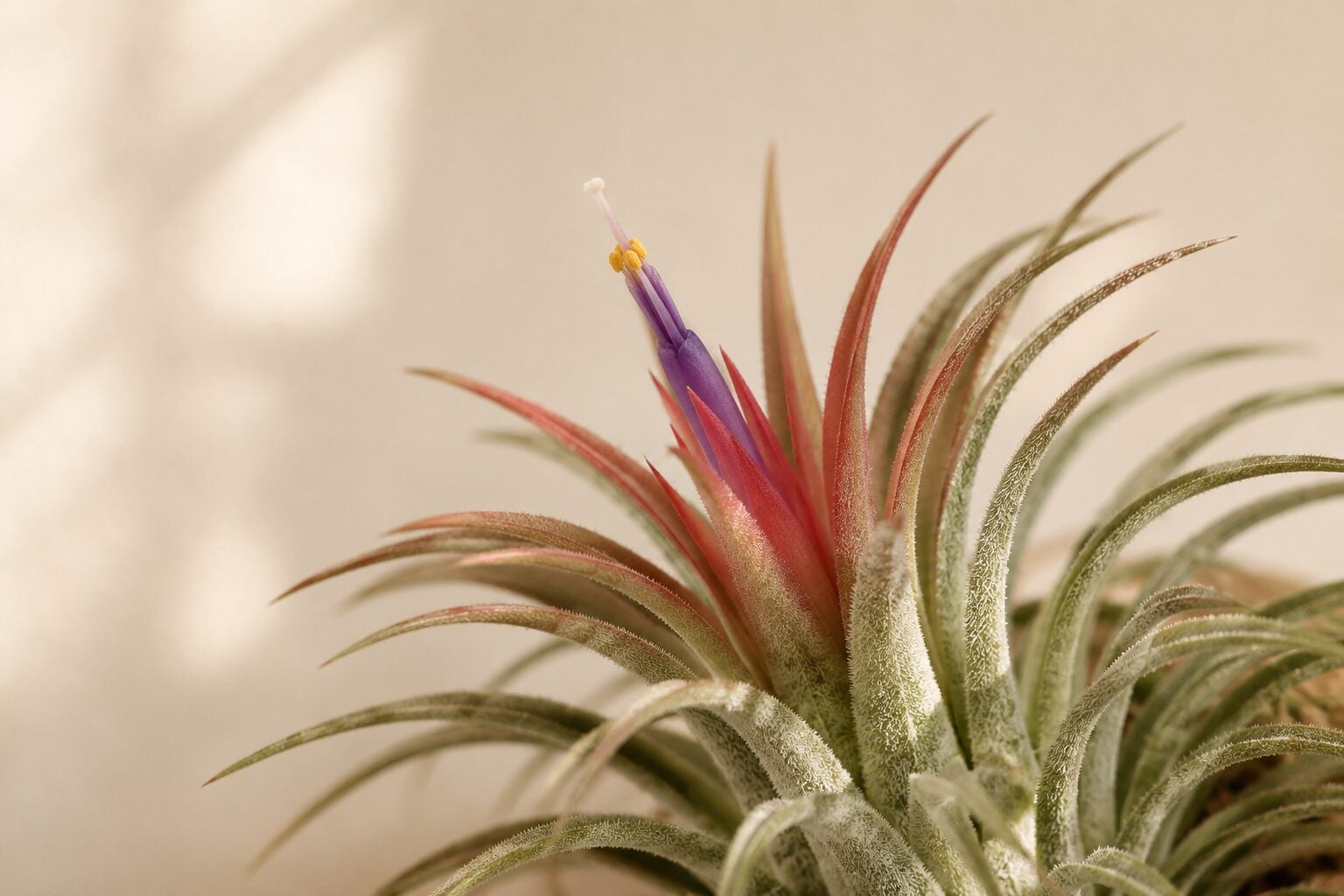 A blooming Tillandsia ionantha, its center leaves blushing coral-red with a violet tubular flower emerging, photographed
