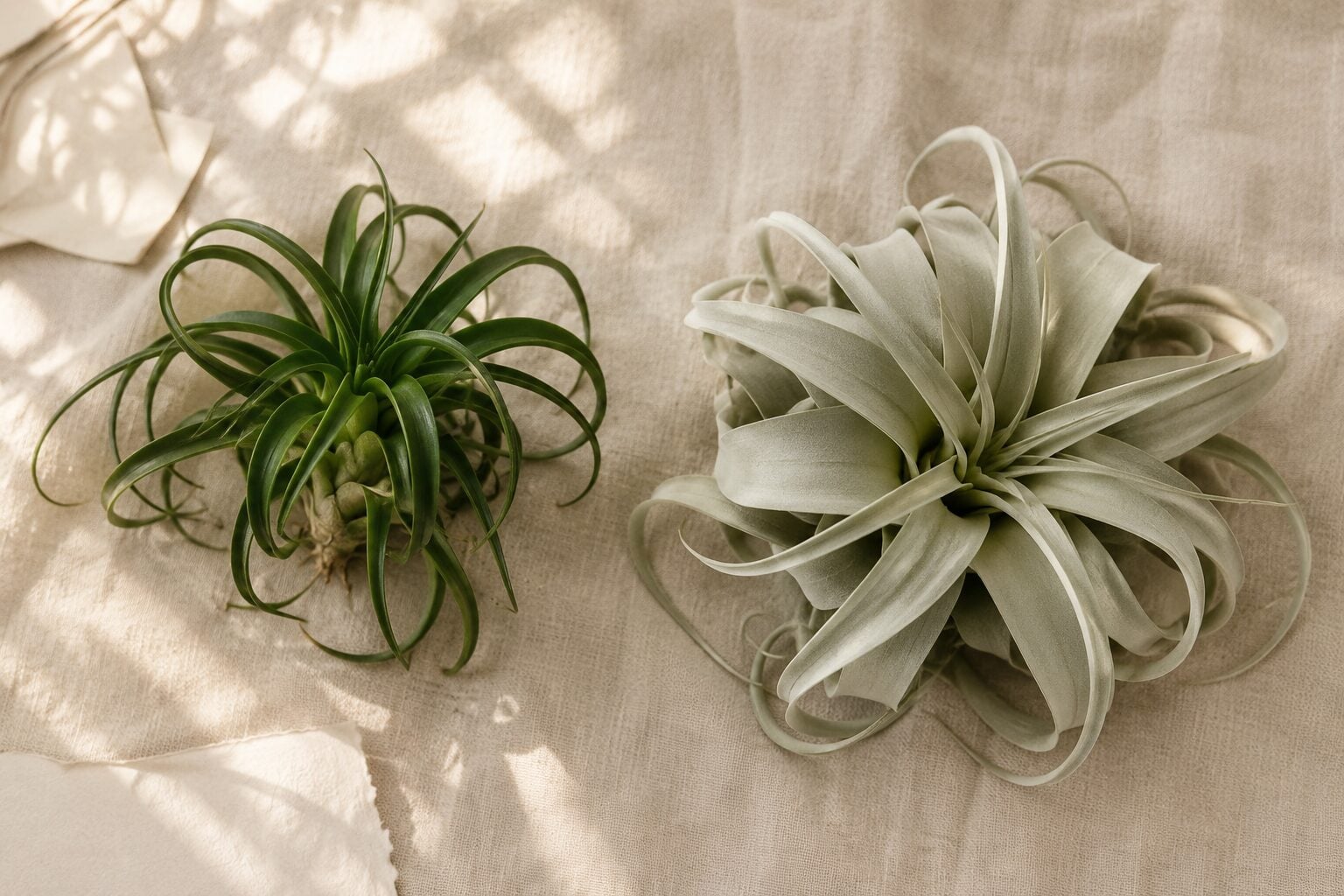 Side-by-side comparison on warm linen: a smooth, deep-green mesic air plant (T